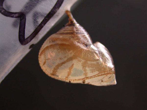 Hyalyris ocna pupa, KRW-58-1