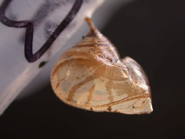 Hyalyris ocna pupa, KRW-58-1