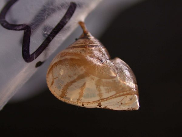 Hyalyris ocna pupa, KRW-58-1