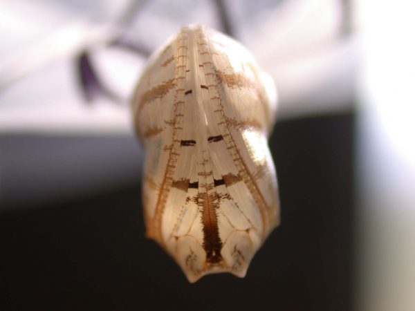 Hyalyris ocna pupa, KRW-58-1