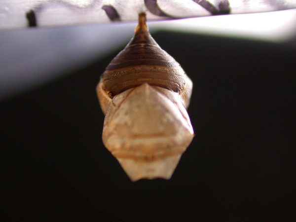 Hyalyris ocna pupa, KRW-58-1