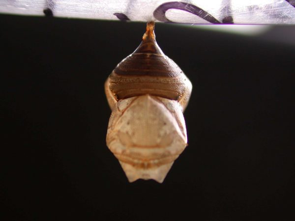 Hyalyris ocna pupa, KRW-58-1