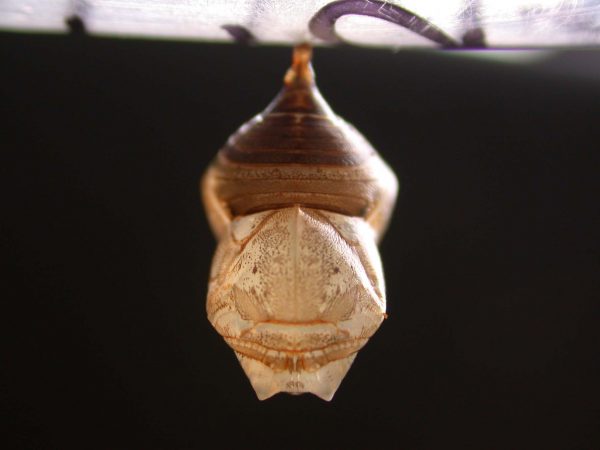 Hyalyris ocna pupa, KRW-58-1