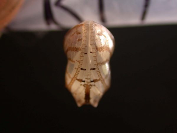 Hyalyris ocna pupa, KRW-58-1