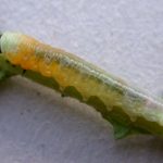 Hyalyris ocna prepupa, KRW-44