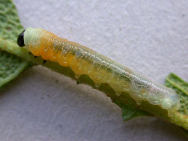 Hyalyris ocna prepupa, KRW-44