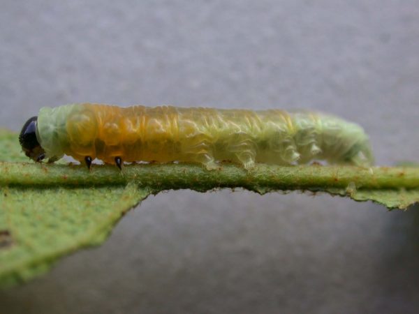 Hyalyris ocna prepupa, KRW-44