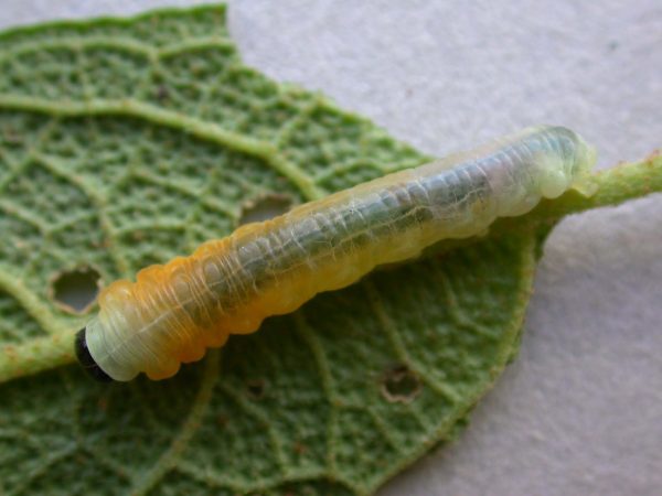 Hyalyris ocna prepupa, KRW-44