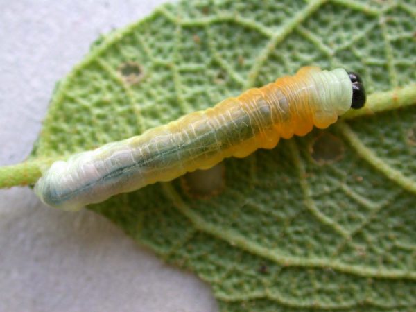 Hyalyris ocna prepupa, KRW-44