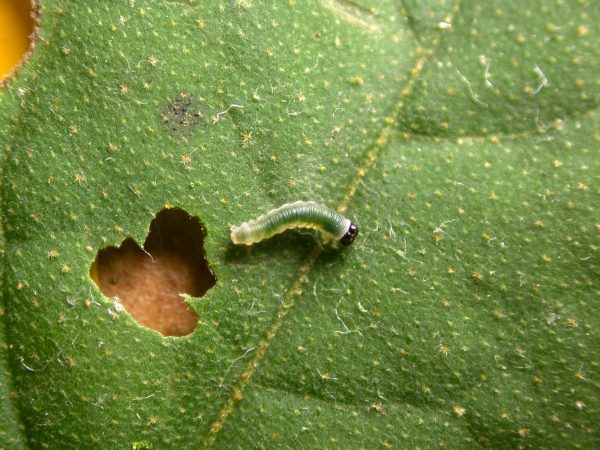 Hyalyris sp. 2nd instar, KRW-259