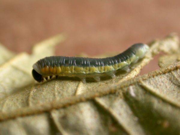 Hyalyris sp. 4th instar, KRW-259