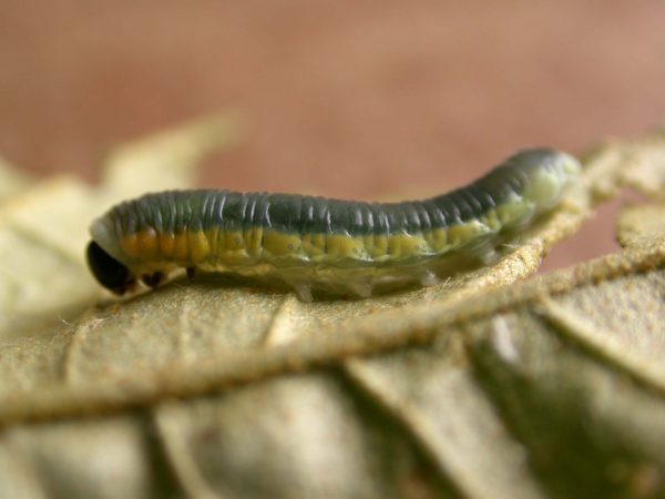 Hyalyris sp. 4th instar, KRW-259