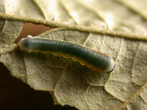 Hyalyris sp. 4th instar, KRW-259