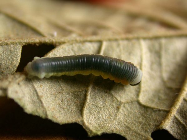 Hyalyris sp. 4th instar, KRW-259