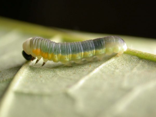 Hyalyris sp. 4th instar, KRW-259