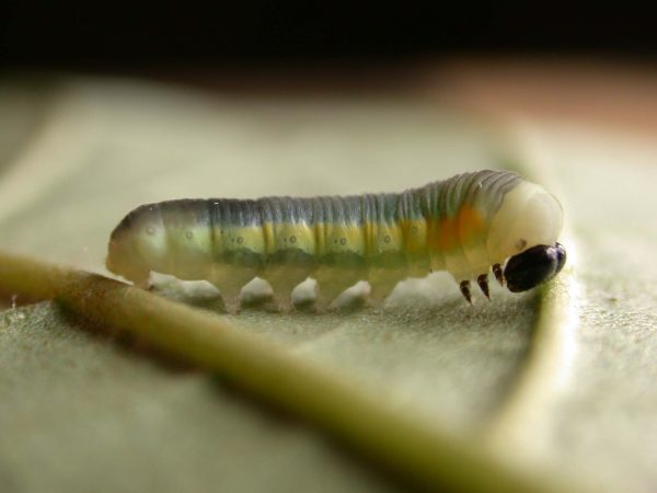 Hyalyris sp. 4th instar, KRW-259