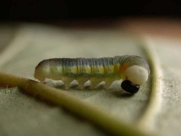 Hyalyris sp. 4th instar, KRW-259