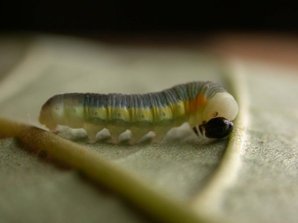 Hyalyris sp. 4th instar, KRW-259