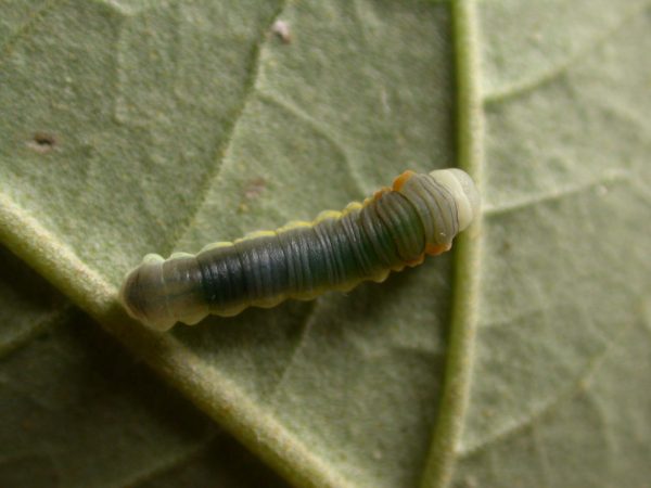Hyalyris sp. 4th instar, KRW-259