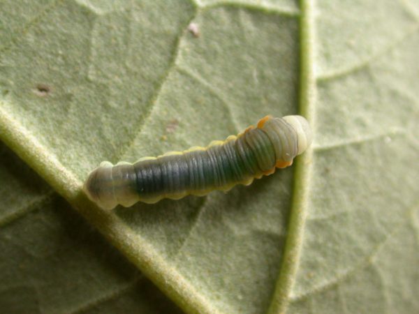 Hyalyris sp. 4th instar, KRW-259
