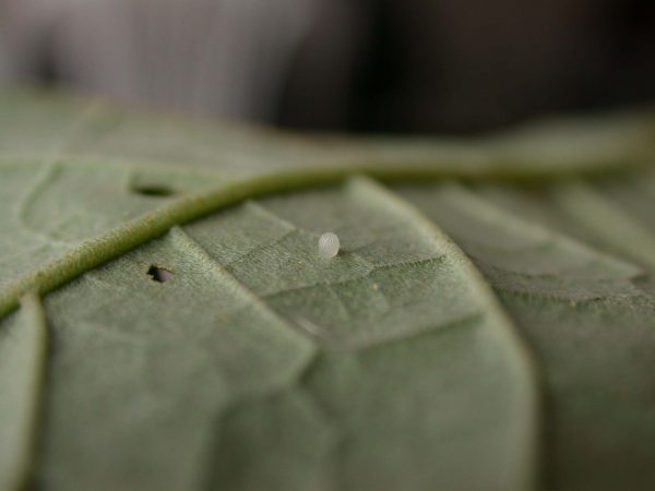 Hyalyris sp. egg, KRW-259