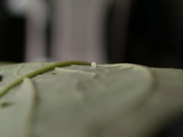 Hyalyris sp. egg, KRW-259