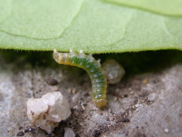 Hypothyris sp 3rd instar, KRW-297