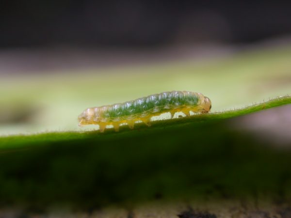Hypothyris sp 3rd instar, KRW-297