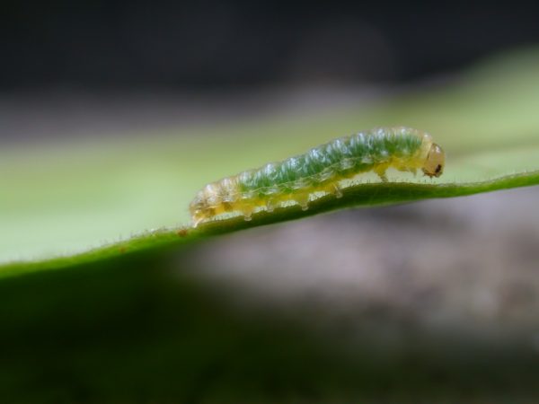 Hypothyris sp 3rd instar, KRW-297