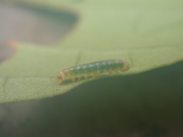 Hypothyris sp 3rd instar, KRW-297