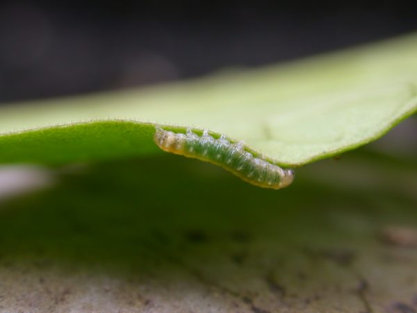 Hypothyris sp 3rd instar, KRW-297