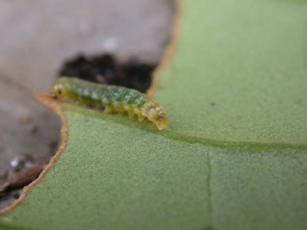 Hypothyris sp 3rd instar, KRW-297