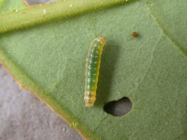 Hypothyris sp 3rd instar, KRW-297