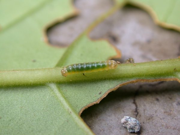 Hypothyris sp 3rd instar, KRW-297
