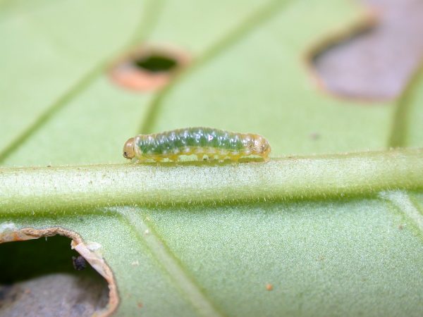 Hypothyris sp 3rd instar, KRW-297