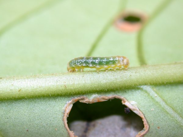 Hypothyris sp 3rd instar, KRW-297