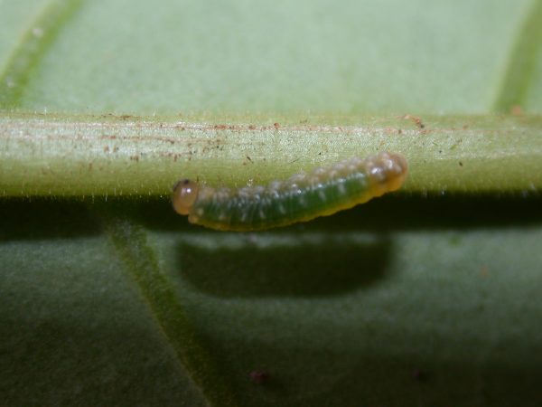 Hypothyris sp 3rd instar, KRW-297