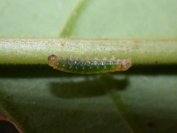 Hypothyris sp 3rd instar, KRW-297