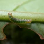 Hypothyris sp 3rd instar, KRW-297