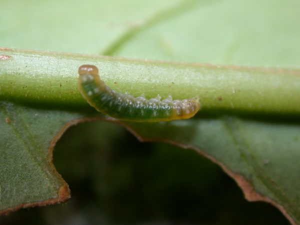 Hypothyris sp 3rd instar, KRW-297
