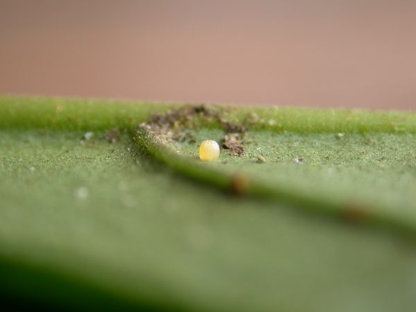 Hypothyris sp egg, KRW-298