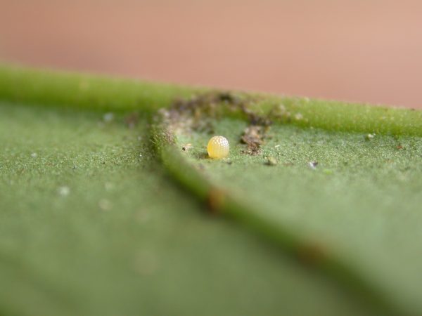 Hypothyris sp egg, KRW-298