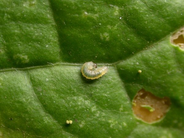 Ithomia avella 1st instar, KRW-249