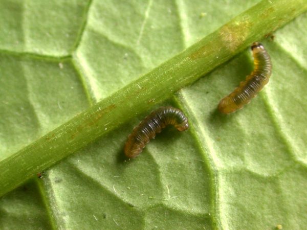 Ithomia avella 3rd instar, KRW-249