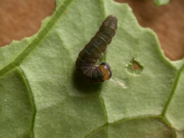 Ithomia avella 5th instar, KRW-249