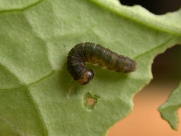 Ithomia avella 5th instar, KRW-249