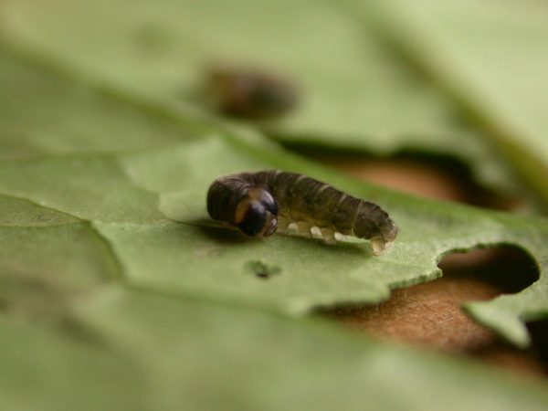 Ithomia avella 5th instar, KRW-249