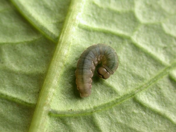 Ithomia avella 5th instar, KRW-249