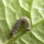 Ithomia avella 5th instar, KRW-249