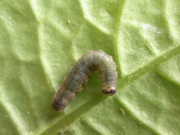 Ithomia avella 5th instar, KRW-249